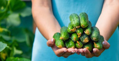 the farmer holds cucumbers in his hands. on the background of the garden. Selective focus