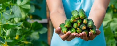 the farmer holds cucumbers in his hands. on the background of the garden. Selective focus