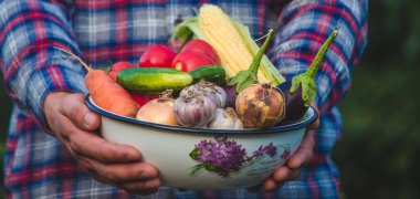 Çiftçi taze toplanmış sebzeleri elinde tutuyor. seçici odak