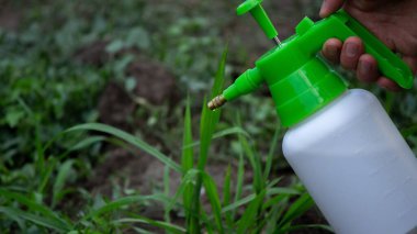 farmer sprays weeds in the garden. Selective focus. nature