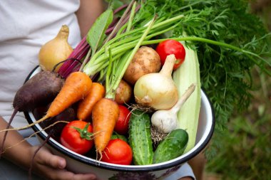a child holding a bowl of freshly picked vegetables on a farm. Selective focus