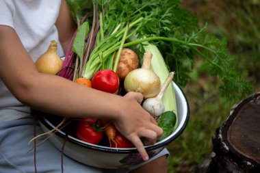 a child holding a bowl of freshly picked vegetables on a farm. Selective focus