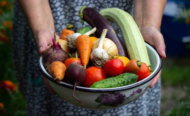 A female farmer holds vegetables in her hands. Selective focus. food.