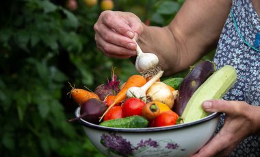A female farmer holds vegetables in her hands. Selective focus. food.
