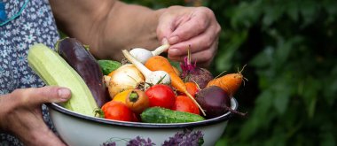 A female farmer holds vegetables in her hands. Selective focus. food.