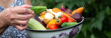 A female farmer holds vegetables in her hands. Selective focus. food.