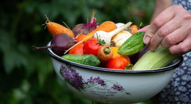 A female farmer holds vegetables in her hands. Selective focus. food.