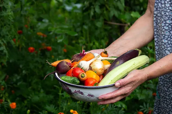 A female farmer holds vegetables in her hands. Selective focus. food.