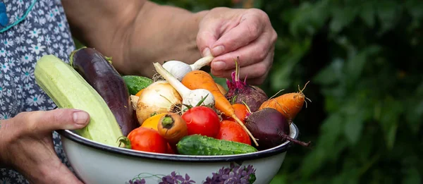 A female farmer holds vegetables in her hands. Selective focus. food.