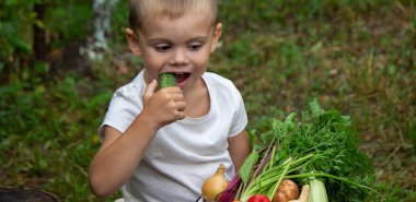 the boy is holding a bowl of freshly picked vegetables from the farm. Organic products. Selective focus