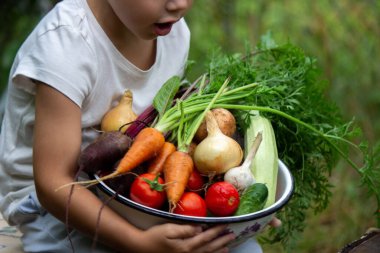 the boy is holding a bowl of freshly picked vegetables from the farm. Organic products. Selective focus