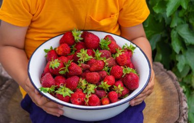 farm-fresh strawberries in a bowl. Selective focus