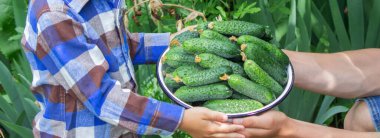 cucumbers in hands, cucumbers in a bowl, baby cucumbers. Selective focus