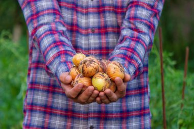 the farmer holds an onion in his hands. Selective focus