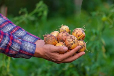 the farmer holds an onion in his hands. Selective focus