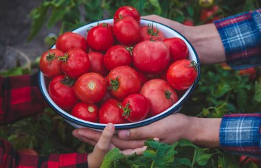 the child is holding a bowl of freshly picked tomatoes. Selective focus