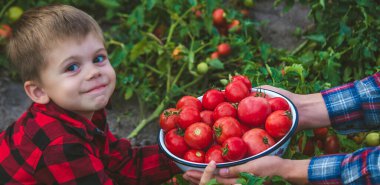 the child is holding a bowl of freshly picked tomatoes. Selective focus