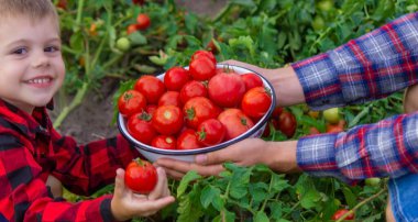 the child is holding a bowl of freshly picked tomatoes. Selective focus