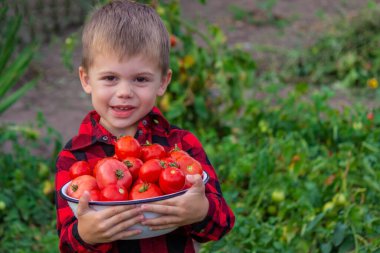 the child is holding a bowl of freshly picked tomatoes. Selective focus
