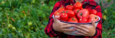 the child is holding a bowl of freshly picked tomatoes. Selective focus