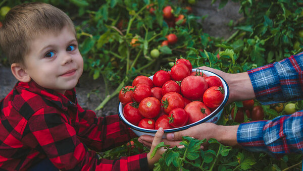 the child is holding a bowl of freshly picked tomatoes. Selective focus