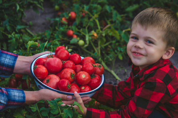 the child is holding a bowl of freshly picked tomatoes. Selective focus
