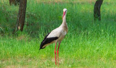 stork nature good weather spring. Selective focus