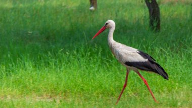 stork nature good weather spring. Selective focus