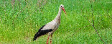 stork nature good weather spring. Selective focus