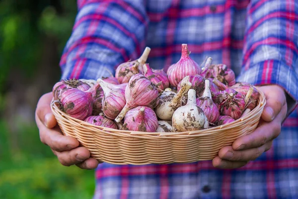 stock image freshly picked garlic in the hands of a farmer. Selective focus