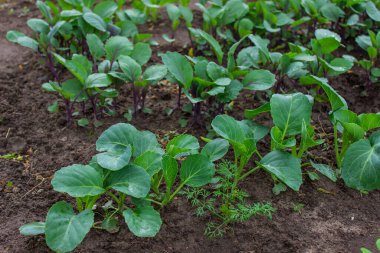 Bahçedeki yataklar. Seçici odaklanma. Doğa