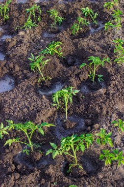 Bahçedeki yataklar. Seçici odaklanma. Doğa