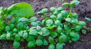 Bahçedeki yataklar. Seçici odaklanma. Doğa