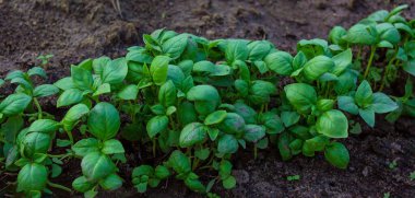 Bahçedeki yataklar. Seçici odaklanma. Doğa