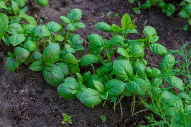 Bahçedeki yataklar. Seçici odaklanma. Doğa