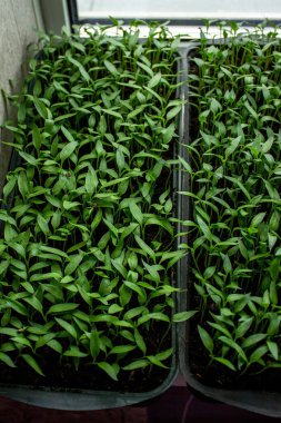 Tepside biber tohumları, fidanlar, yakın plan. Seçici odak