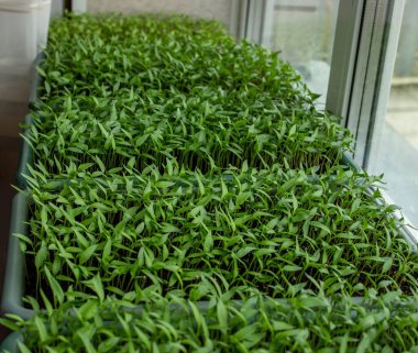 Tepside biber tohumları, fidanlar, yakın plan. Seçici odak