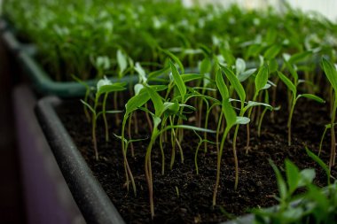 Tepside biber tohumları, fidanlar, yakın plan. Seçici odak
