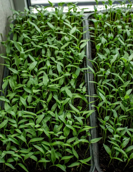 Stock image Pepper seedlings in a tray, growing seedlings, close-up. Selective focus