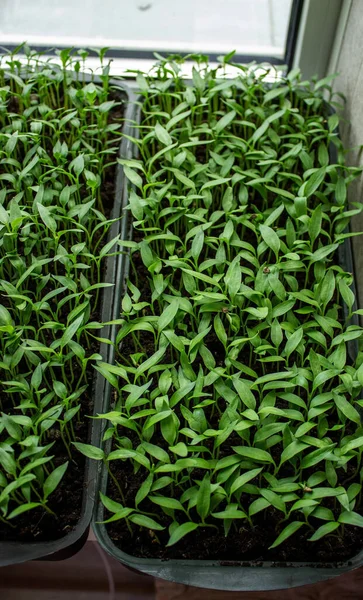 Pepper Seedlings Tray Growing Seedlings Close Selective Focus — Stock Photo, Image