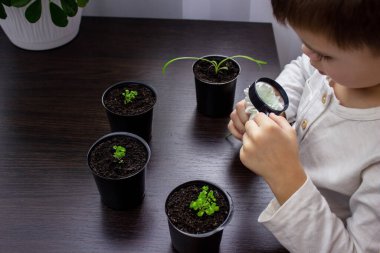 Çocuk bir çiçeğe büyüteçle bakıyor. Seçici odak