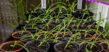 Çiçek tohumu, çiçek tohumu, tohum yetiştirme Seçici odaklanma