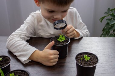 Bir çocuk büyüteçle saksıdaki çiçeğe bakıyor. Seçici odak