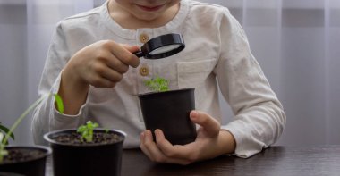 Bir çocuk büyüteçle saksıdaki çiçeğe bakıyor. Seçici odak