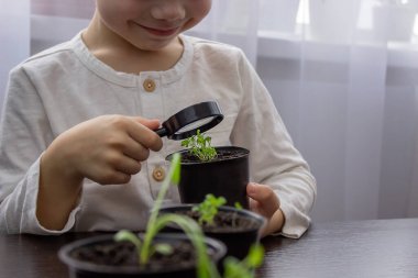 Bir çocuk büyüteçle saksıdaki çiçeğe bakıyor. Seçici odak