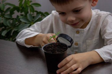Bir çocuk büyüteçle saksıdaki çiçeğe bakıyor. Seçici odak