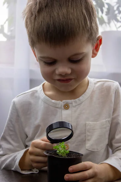Bir Çocuk Büyüteçle Saksıdaki Çiçeğe Bakıyor Seçici Odak — Stok fotoğraf