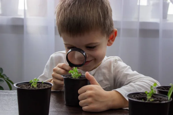 stock image a boy looks at a flower in a pot through a magnifying glass. Selective focus