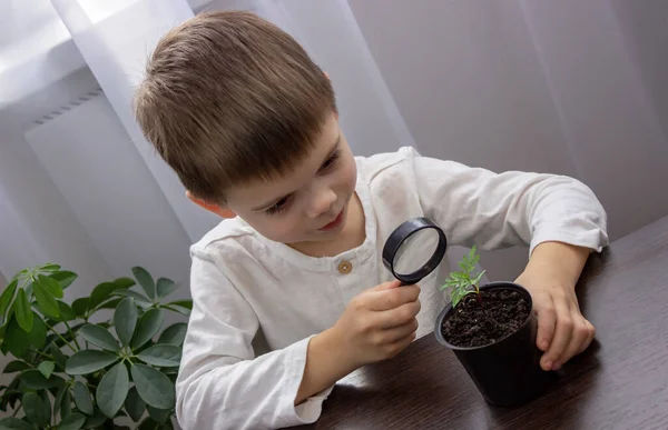 Boy Looks Flower Pot Magnifying Glass Selective Focus — Stock Photo, Image