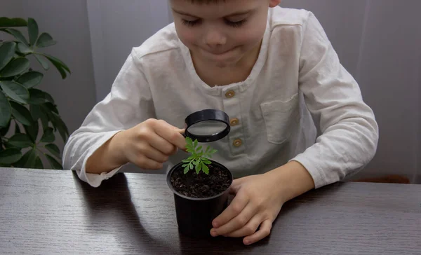 stock image a boy looks at a flower in a pot through a magnifying glass. Selective focus